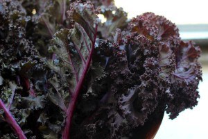 red kale satur farms